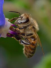 Honey bee on borago (Apis mellifica)