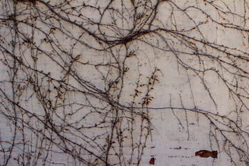 Close up texture background of a vintage exterior stucco wall, with peeling white paint and bare branch foliage vines in autumn or winter season