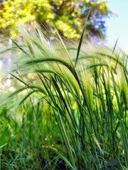 fluffy green summer plants