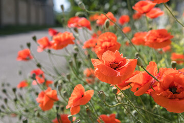 Fototapeta premium Nature background flower Poppy sunrise. Wildflower.