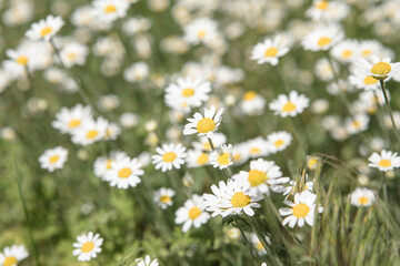 Fototapeta premium Blooming daisy field, Chamomile flowers on a meadow in summer.