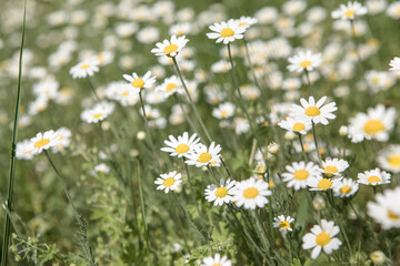 Blooming daisy  field, Chamomile flowers on a meadow in summer.