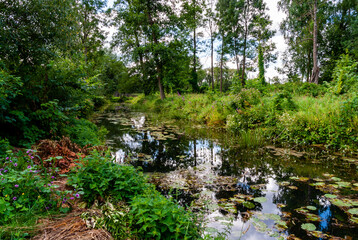 Lato w Dolinie Górnej Narwi, Podlasie, Polska