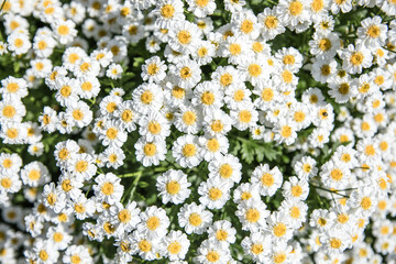 Blooming daisy  field, Chamomile flowers on a meadow in summer.