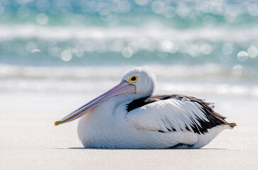 Pelican sitting on the beach with the ocean in the background