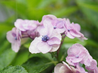Obraz premium 紫陽花