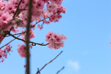 奈良県　又兵衛桜