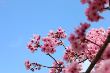 奈良県　又兵衛桜