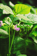 Bean flowering, agriculture, green vegetables. Nutritious and sustainable food