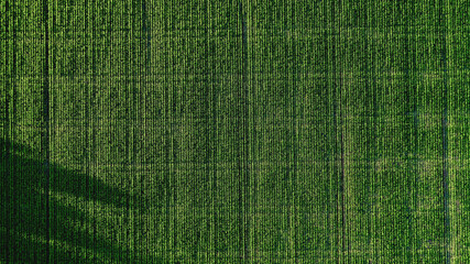 Abstract bird's eye view of growing green shoots on farm land.