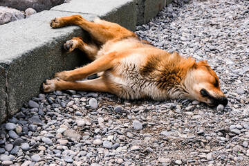 Cute red dog sleeping on the road.