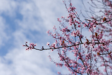 Un cerisier en fleurs rose au printemps. Un prunus en fleurs. Un arbre fleurit au printemps.