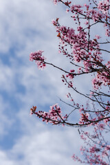Un cerisier en fleurs rose au printemps. Un prunus en fleurs. Un arbre fleurit au printemps.