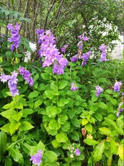 purple bells in the garden