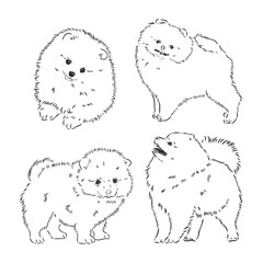 Vector black and white illustration of dog breed Pomeranian isolated on white background spitz vector sketch