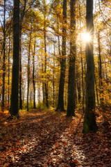 Obraz premium Sun breaking thought the trees in a golden autumn forest