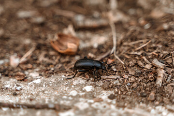 A black beetle crawls through the autumn dry leaves