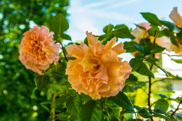 Orange Rosen am Strauch