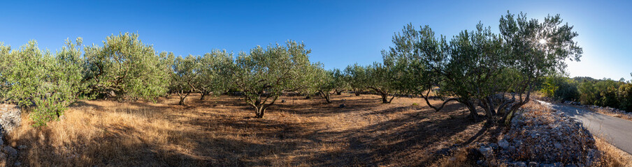 Fototapeta premium panoramic view of olive grove on the island Solta, Croatia