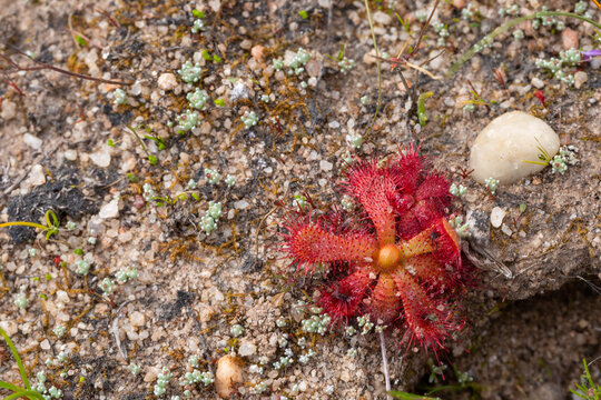 Red rosette of a Drosera sp. seen in natural habitat close to Nieuwoudtville in the Northern Cape of South Africa