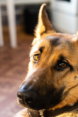 Funny look of a young German Shepherd into the camera. German shepherd close up portrait