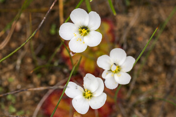 three white Drosera flowers (carnivorous plant from the Sundew familiy) seen in natural habitat on the Bokkeveld Plateau, Northern cape, South Africa