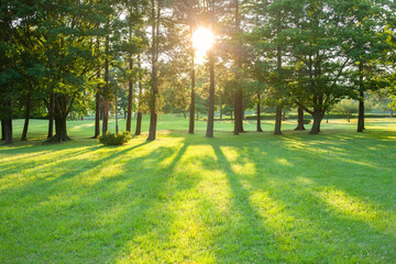 morning garden