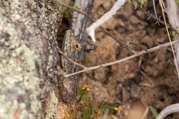 Brown frog seen north of Nieuwoudtville on the Bokkeveld Plateau north of Niuwoudtville in the Northern Cape of South Africa