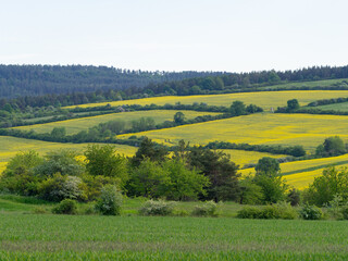 Landschaft im Sommer