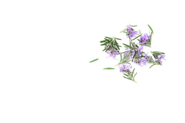 Fototapeta premium Rosemary isolated on white background. copy space. Aromatic evergreen shrub