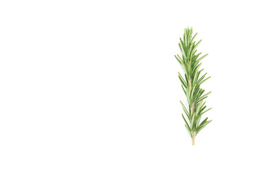 Rosemary isolated on white background. copy space. Aromatic evergreen shrub
