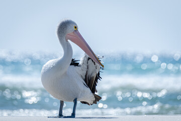 Australian Pelican on the beach with the ocean in the background
