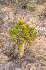Tylecodon paniculatus seen on the Bokkeveld Plateau north of Nieuwoudtville in the Northern Cape of South Africa