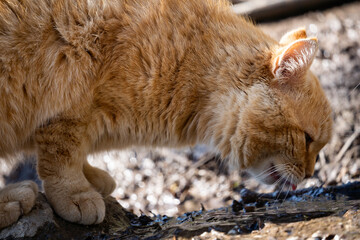 A ginger cat drinks from a small river close-up. The cat eagerly drinks from a puddle. Homeless animal.