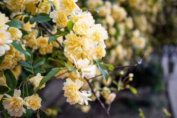 Beautiful Banks Rose. A bush of yellow roses. A fragrant garden on a spring afternoon.