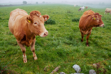 cows in field, fog in the background