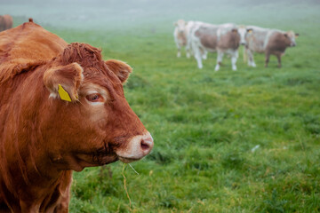 Naklejka na ściany i meble cows in field, fog in the background