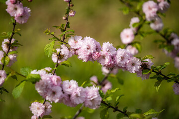 Beautiful sakura flowers on a background of bright greenery close-up. Fragrant bloom.