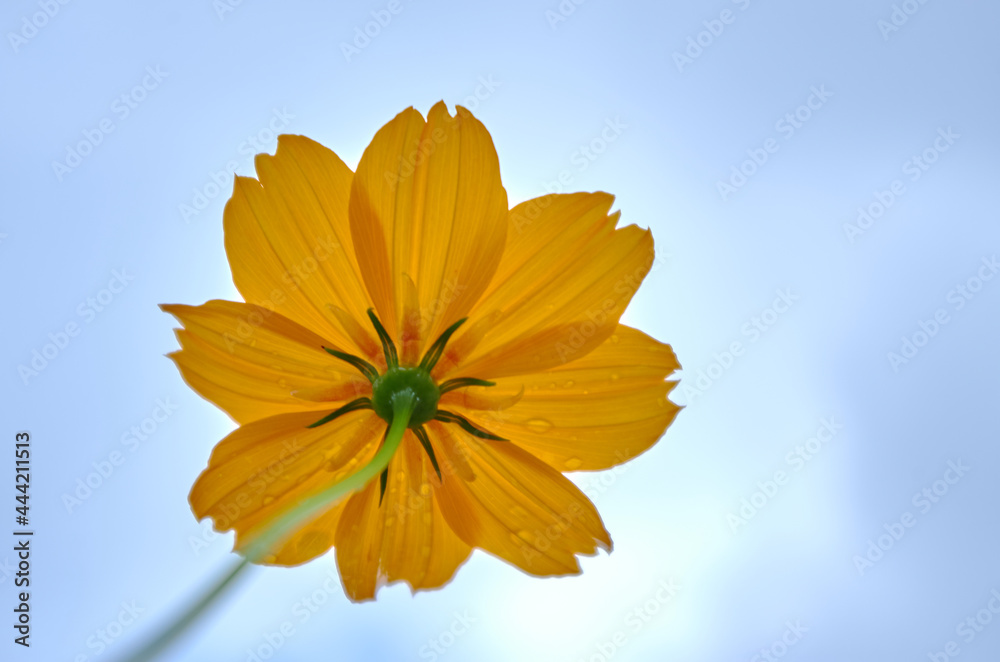 Wall mural low angle view of the yellow cosmos flower after the rain