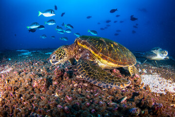 Green sea turtle (Chelonia mydas) swimming in tropical underwaters