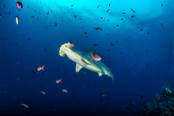 Obraz na płótnie Canvas Hammerhead shark (Sphyrnidae) swimming in tropical underwaters
