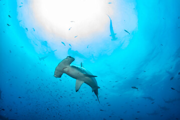 Hammerhead shark (Sphyrnidae) swimming in tropical underwaters - obrazy, fototapety, plakaty