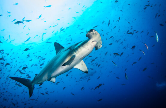 Hammerhead shark (Sphyrnidae) swimming in tropical underwaters