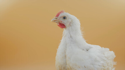 chicken in a farm