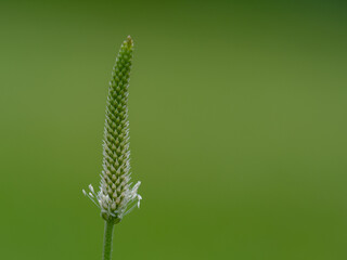 Blüte vom Breitwegerich