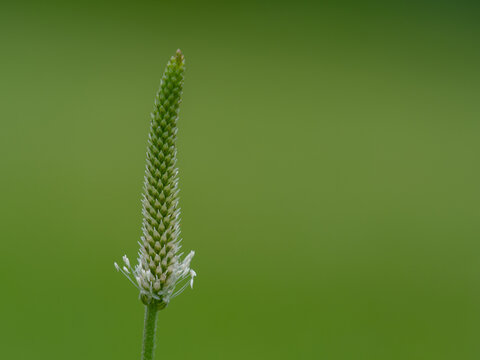 Bl&uuml;te vom Breitwegerich
