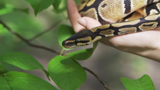 The royal python sticks out its tongue and crawls gracefully down the green hill. The snake curled up in a ball slowly lowers its head down. Slow motion, HD.