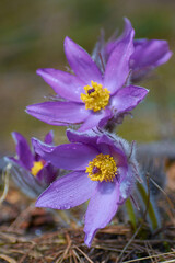 purple crocus flower