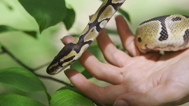 The boa constrictor wants to break free from human hands. A snake among the leaves of trees. Close-up.