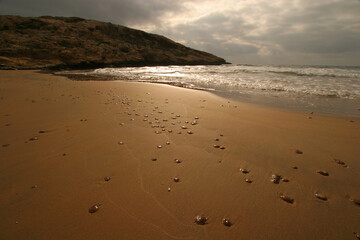Medusas muertas en la playa. Parque Regional de Cablanque, Cartagena (Murcia-España). © Jabell